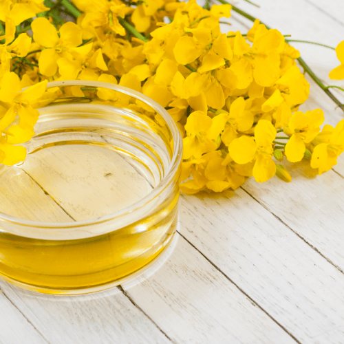 Canola oil and blossoms