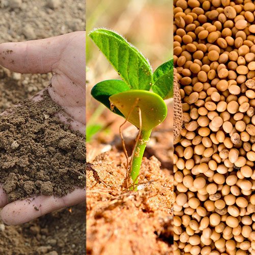 Soil, a seedling and soybeans